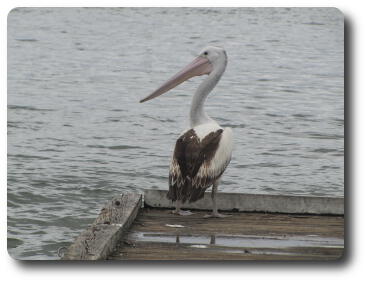 Pelican on end of jetty