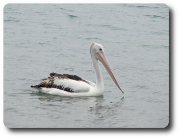 A pelican drifting past