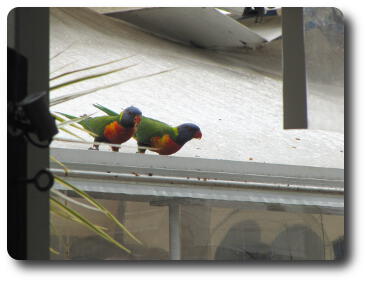 Two red and green rosellas sitting on adjacent roof