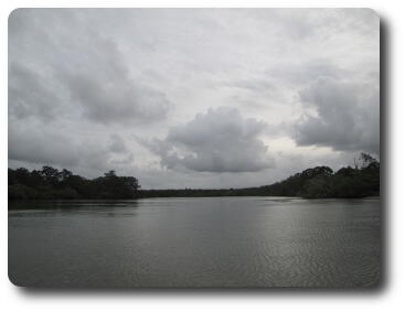 Wide river, tree lined with overcast sky