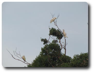 Three white birds on bare tree branches