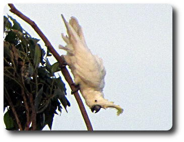 Close up of one white cockaatoo on bare branch