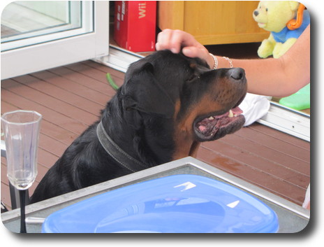 Rottweiler dog's head being patted while sitting near table