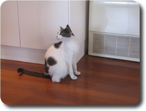 White with gray spots cat sitting against wall