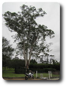 Small motorcycle in front of very large tree