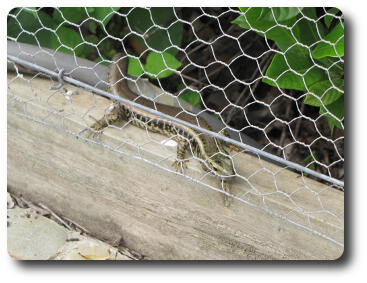 Lizard on top of wooden garden border behind chicken wire fence