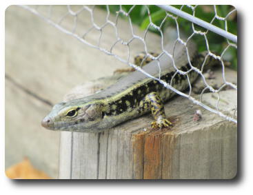 Lizard on top of wooden garden border behind chicken wire fence