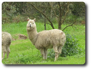 An alpaca standing next to small tree in very green grass