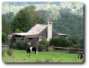 Old wooden farm house with cows