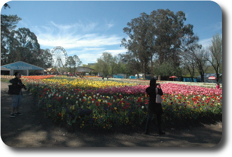 Colorful tulips, ferris wheel and marquees in background