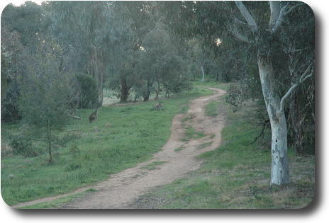 Vehicle track through grass and trees, and a couple of kangaroos