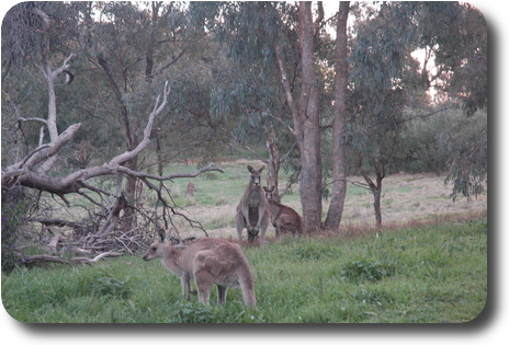 3 kangaroos, two staring at camera, one just watching