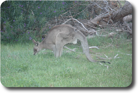 Kangaroo in grass, munching away