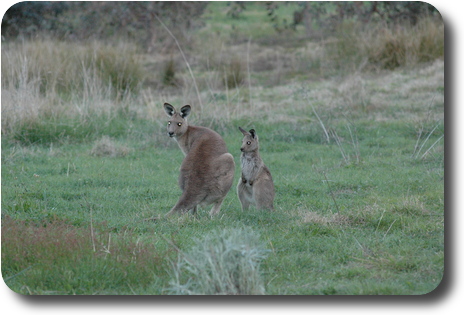 Adult and young kangaroo, with flash reflecting in their eyes