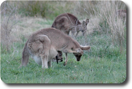 A kangaroo in profile, with joey in pouch