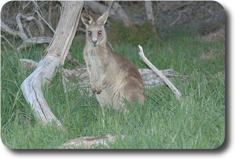 Kangaroo with grass in mouth, and red eyes from flash