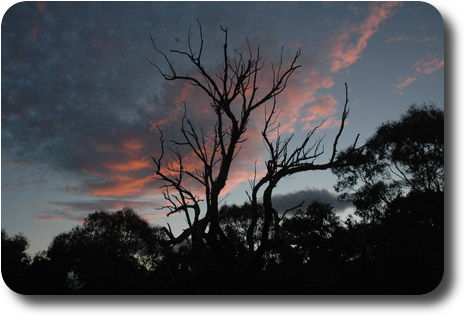 Grey clouds with pink edges behind a dead tree