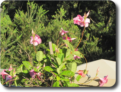 Shrub with light green leaves and a profusion of pink flowers