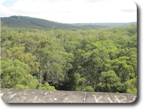 Mature forest in front of dam wall