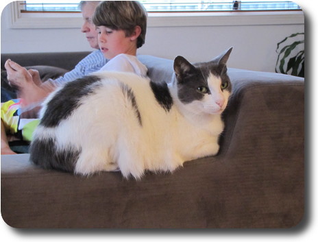 White and gray cat sitting on the armrest of a sofa