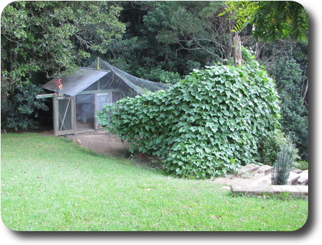 Small shed with wire mesh enclosure in front, partly covered by a vine