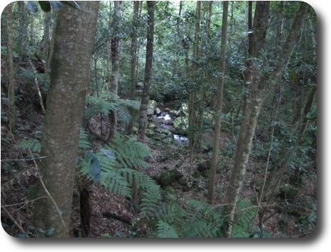 Leaf covered ground, with tree trunks visible, and a small stream in the distance