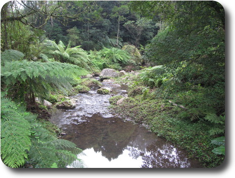 Small brook running amongst ferns and moss covered rocks