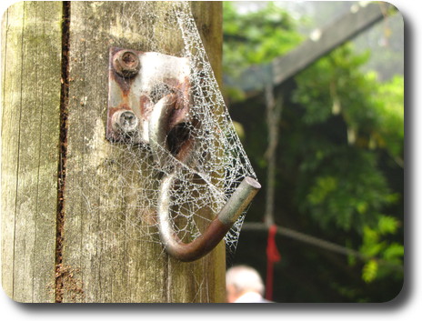 Spider web covered in condensation, built on hook into a wooden post