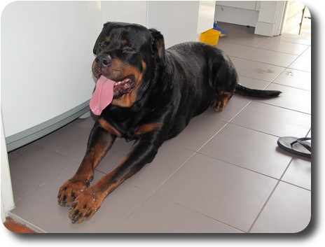 Large dog sprawled on the floor