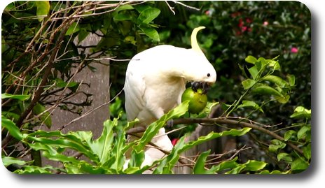 Cockatoo holding fruit in one foot, and eating the fruit