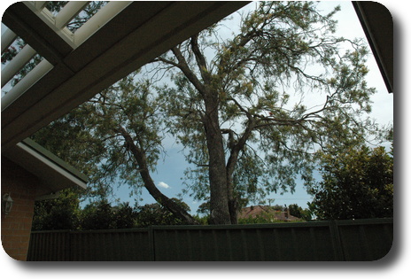 View of blue sky through trees, and little bush fire smoke