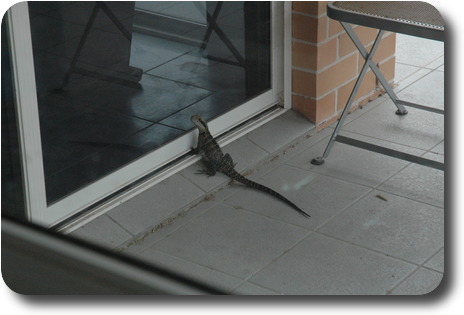 Inside looking to patio, with lizard looking in through glass door