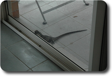 Lizard with long tail and head against glass door, seen from inside