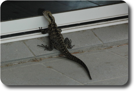 Dragon with head to window, front legs of glass door track and long tail