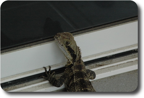 Head and front legs of dragon, head twisted with one eye facing camera