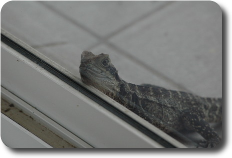 Close up of big eyes of dragon looking in the window