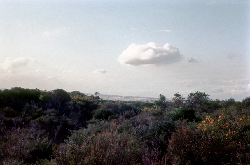 Cronulla: bush and cloud