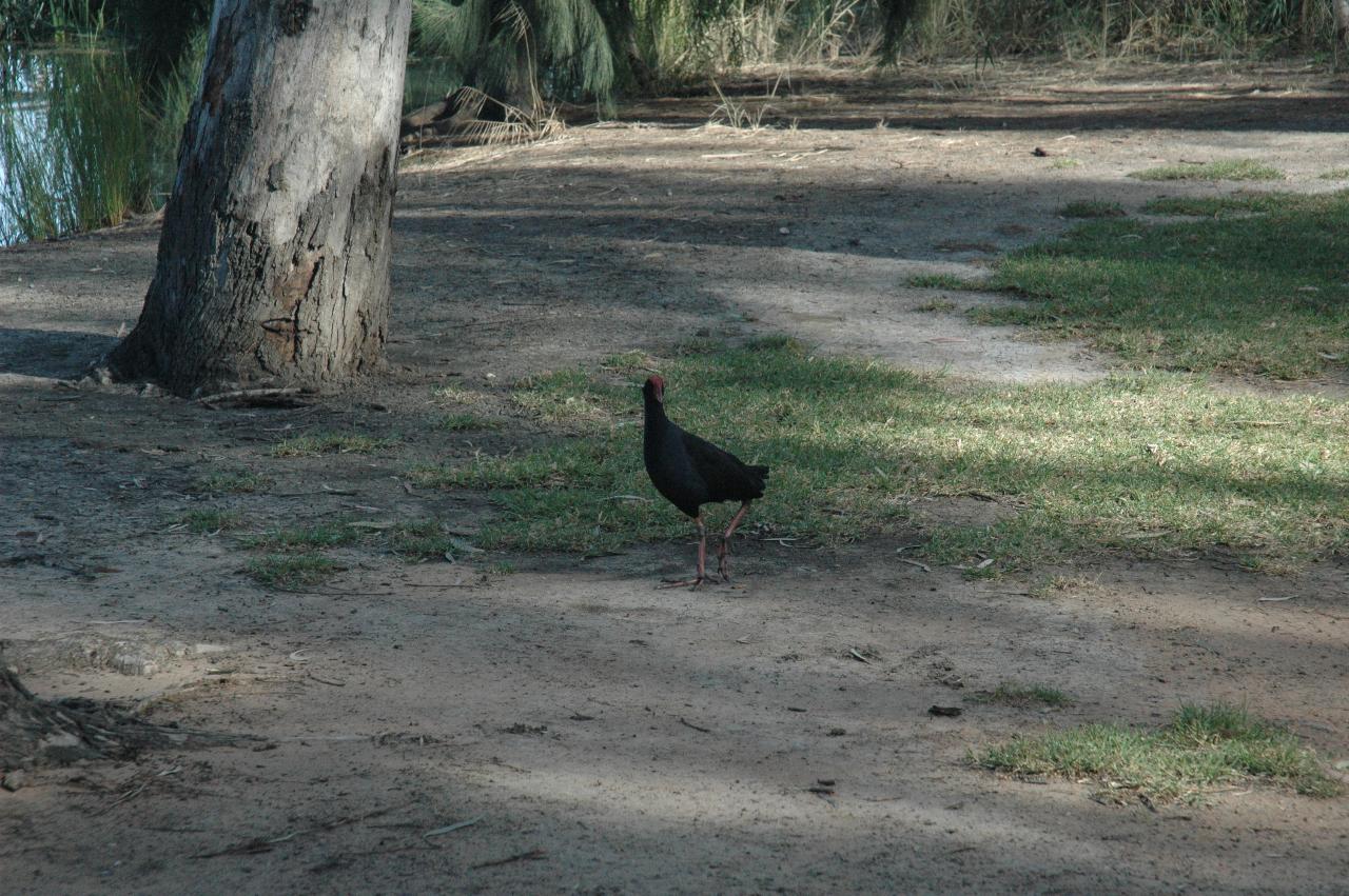Long legged bird, black with blue chest and red stripe over head