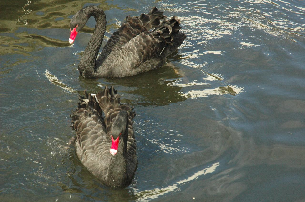 Two black swans, with red beaks, swimming in the river