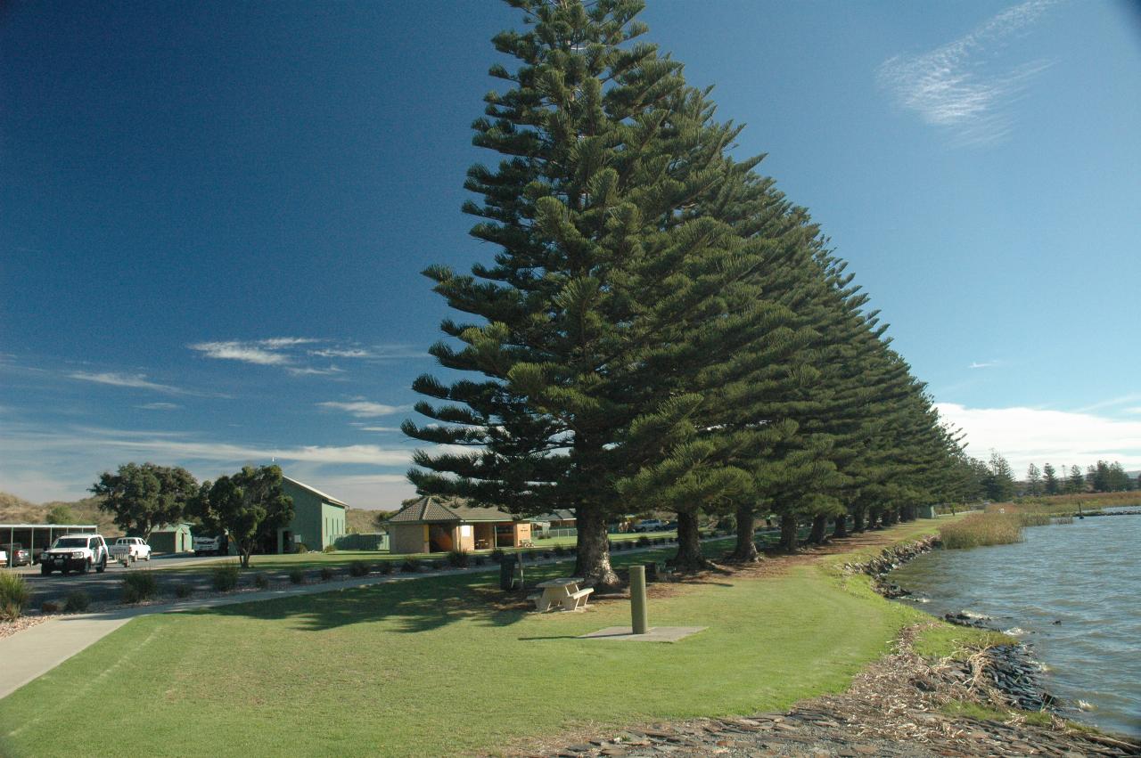 Pine trees along the river bank with visitor facilities behind