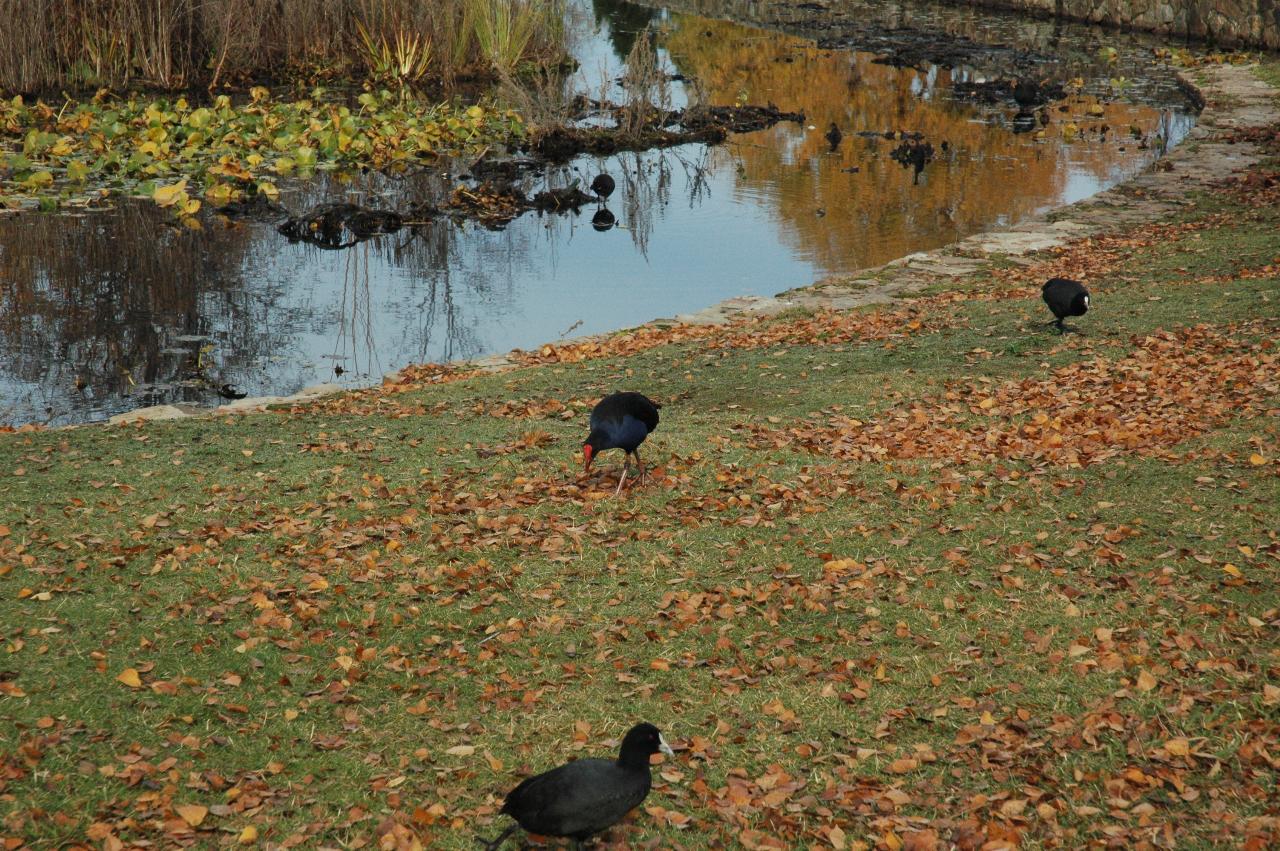 Dark birds feeding on the grass and dead leaves next to pond