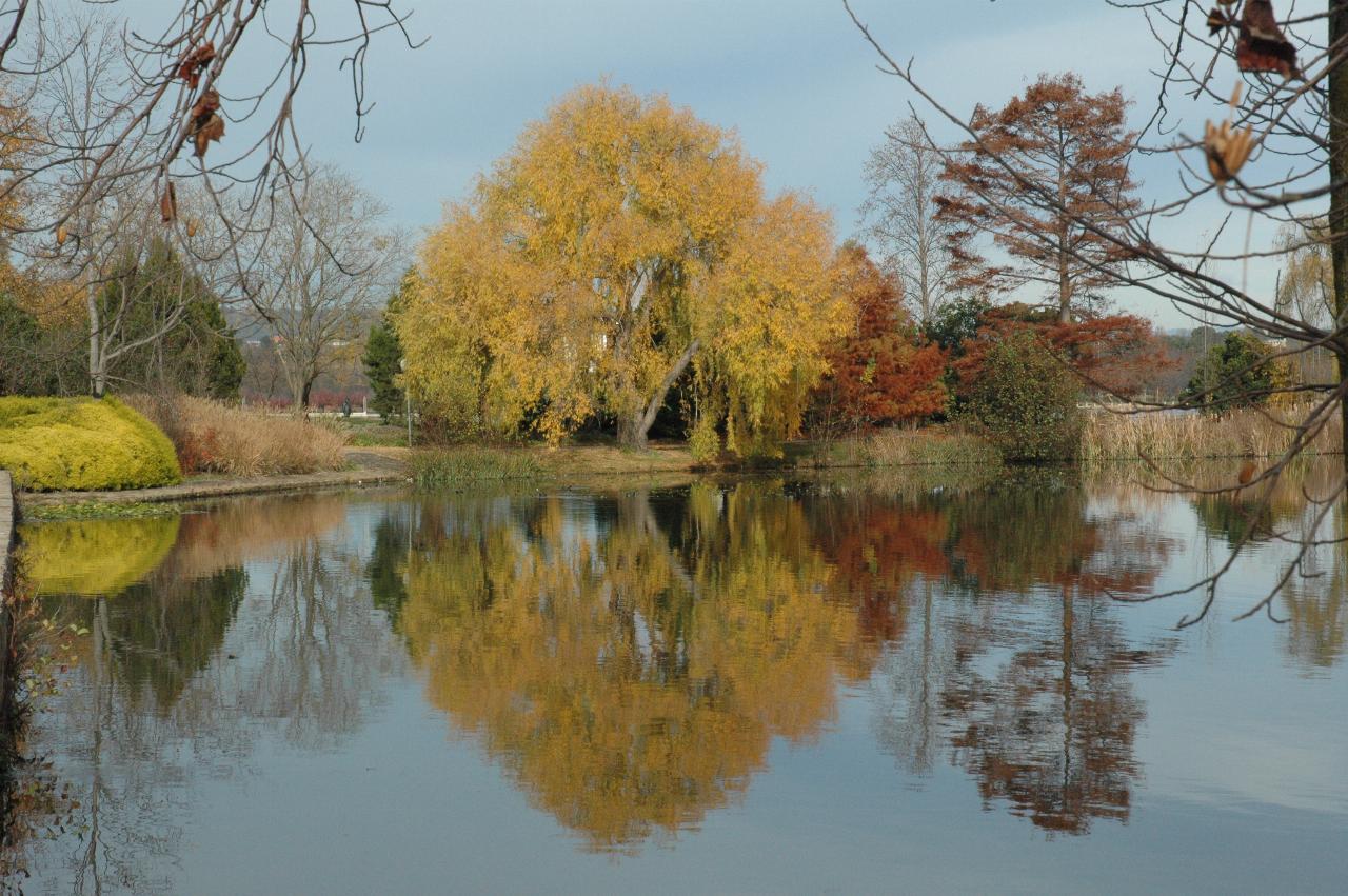 Yellow and red trees reflecting on calm water in pond
