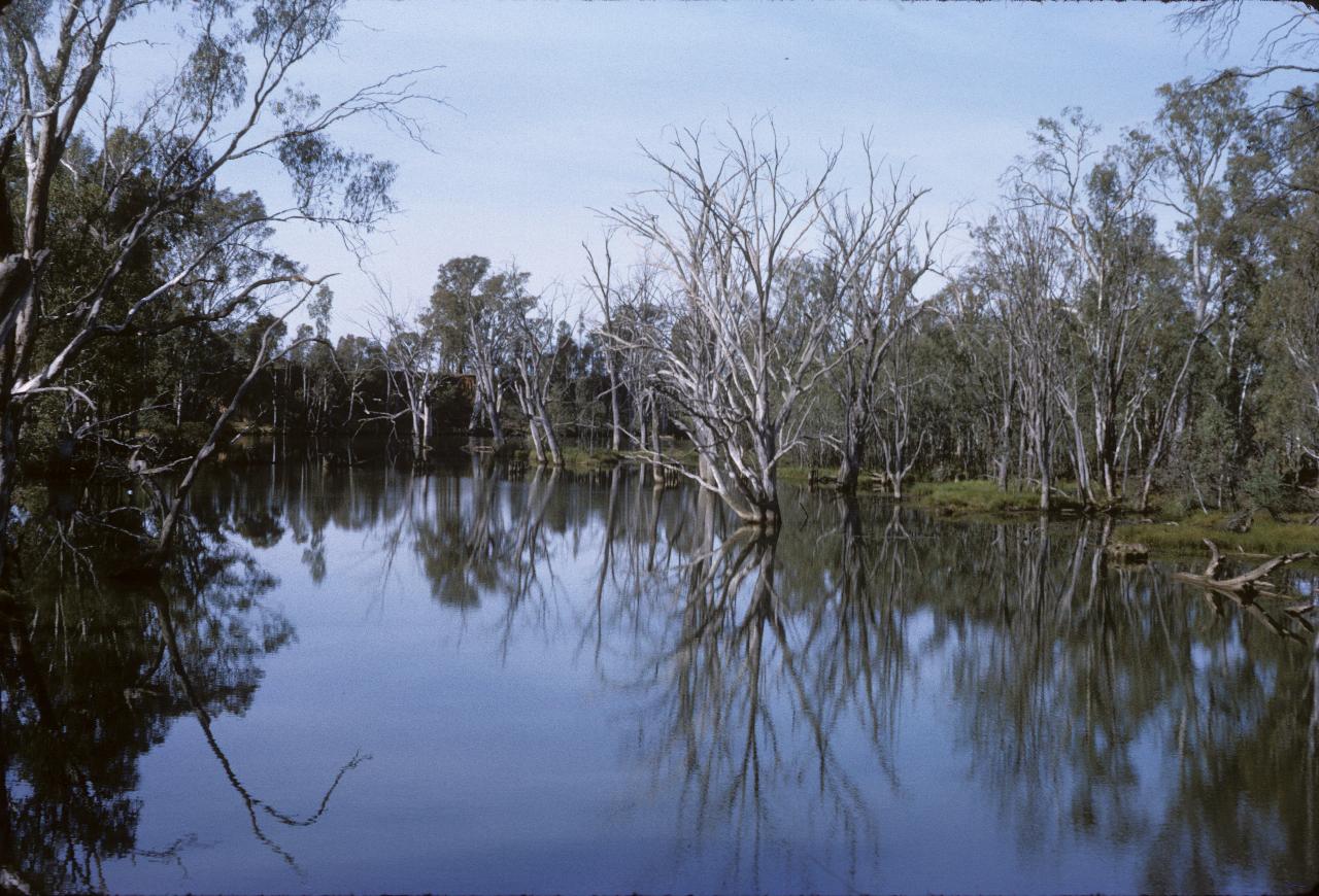 Calm pond with dead trees along the water's edge
