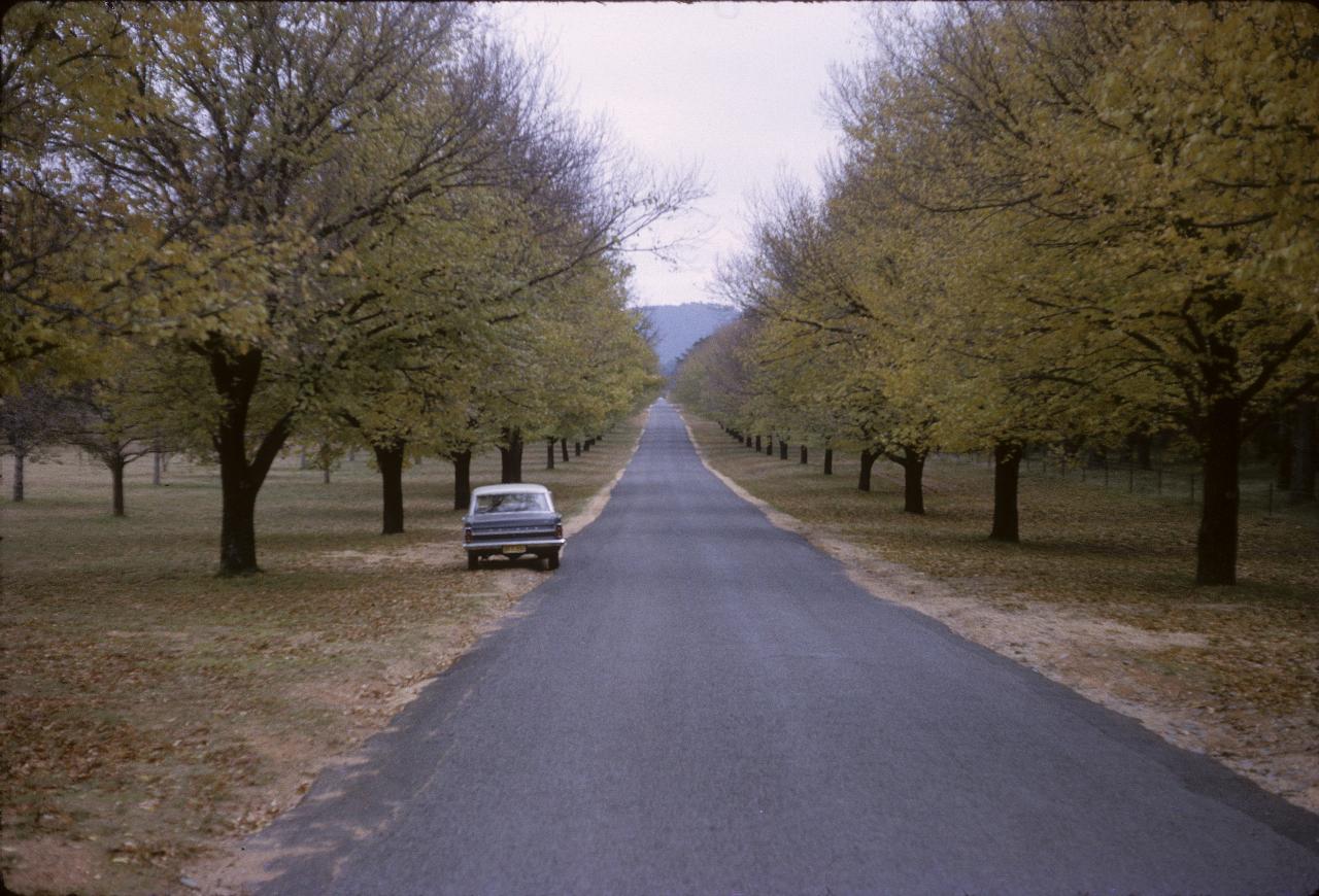 Car parked off road down line of trees in autumn colours