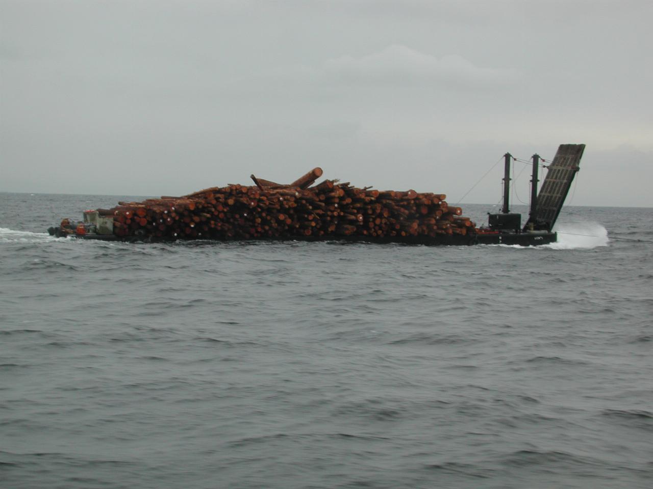 Passing a barge with fresh cut trees