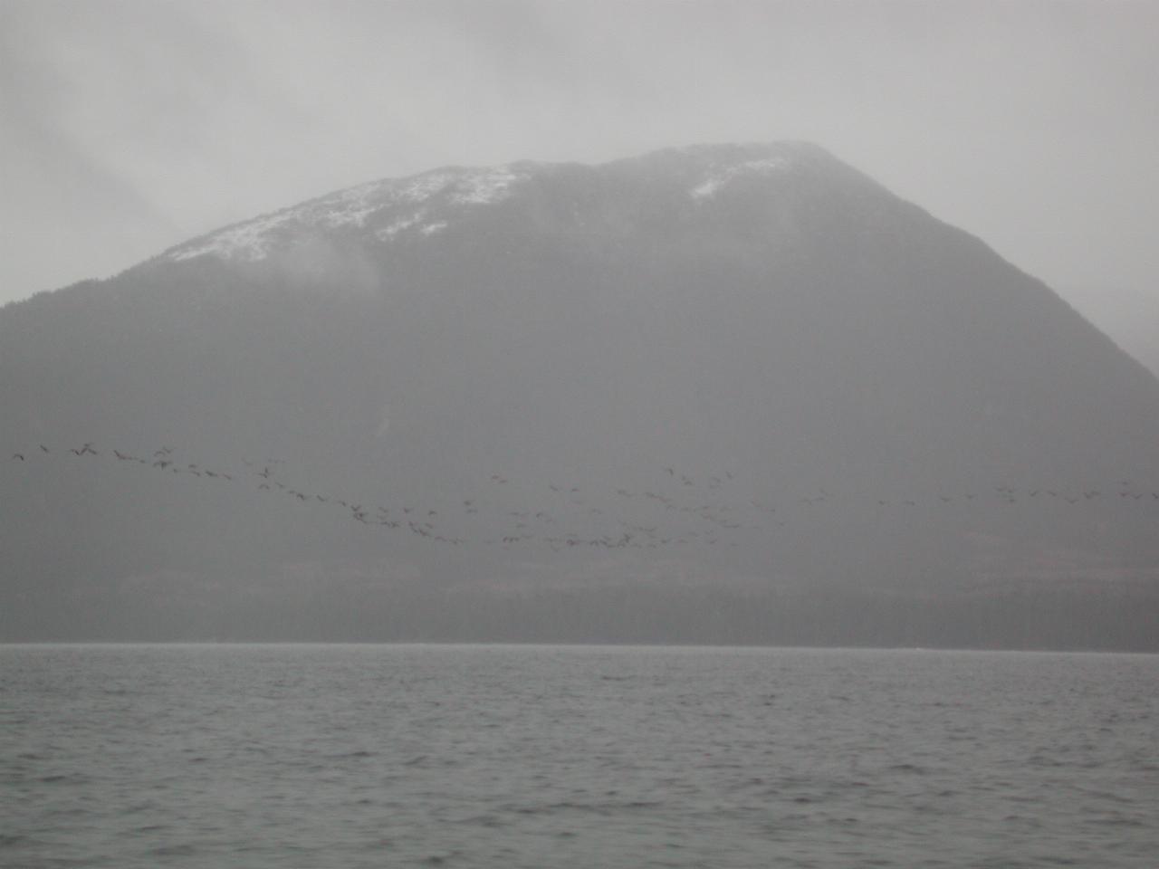 Flock of birds at first snow covered mountain near the water's edge