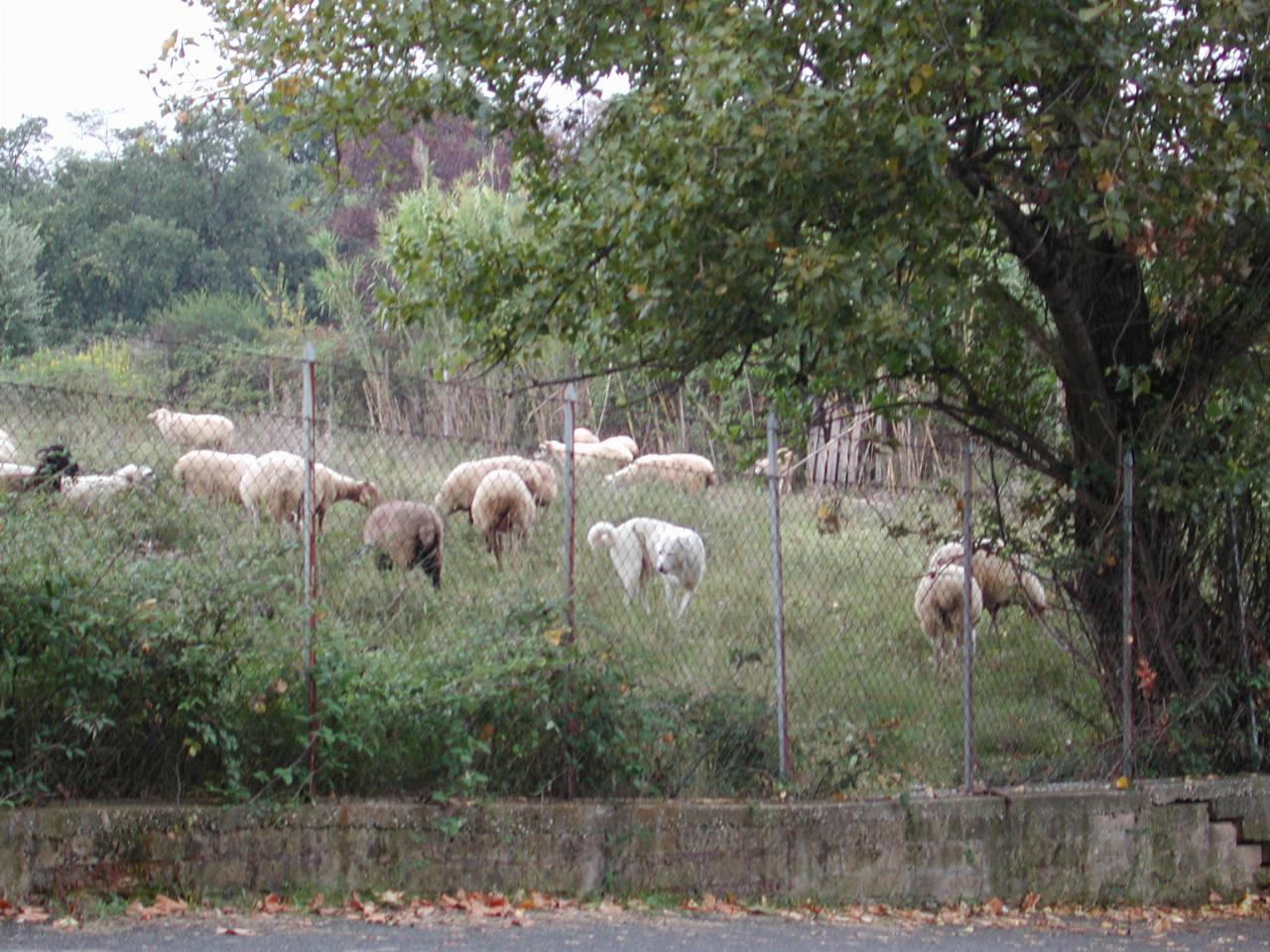 Sheep dog and sheep adajacent to Aurelia Gardens hotel