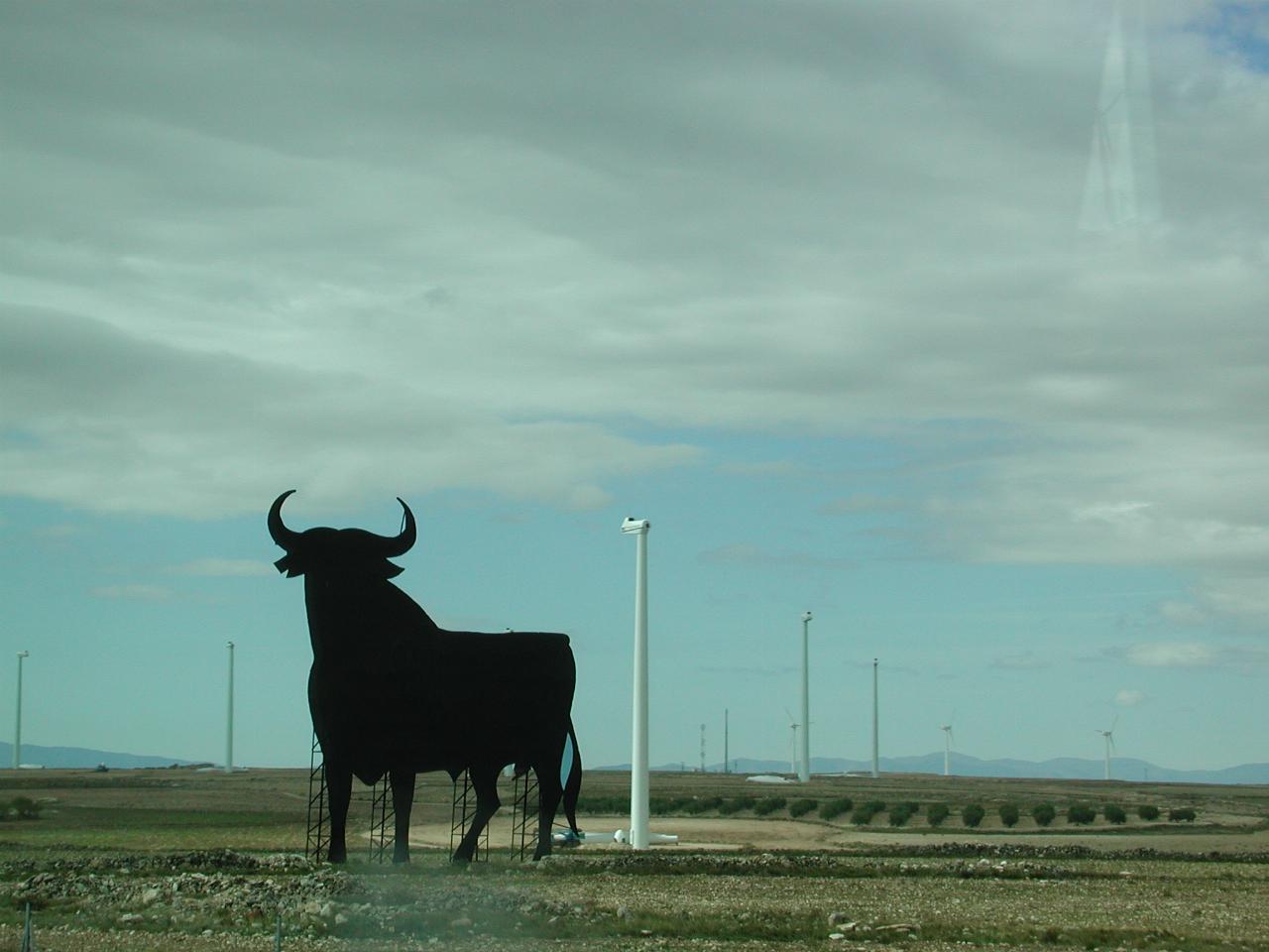 Another bull in the middle of a windmill farm (under construction)