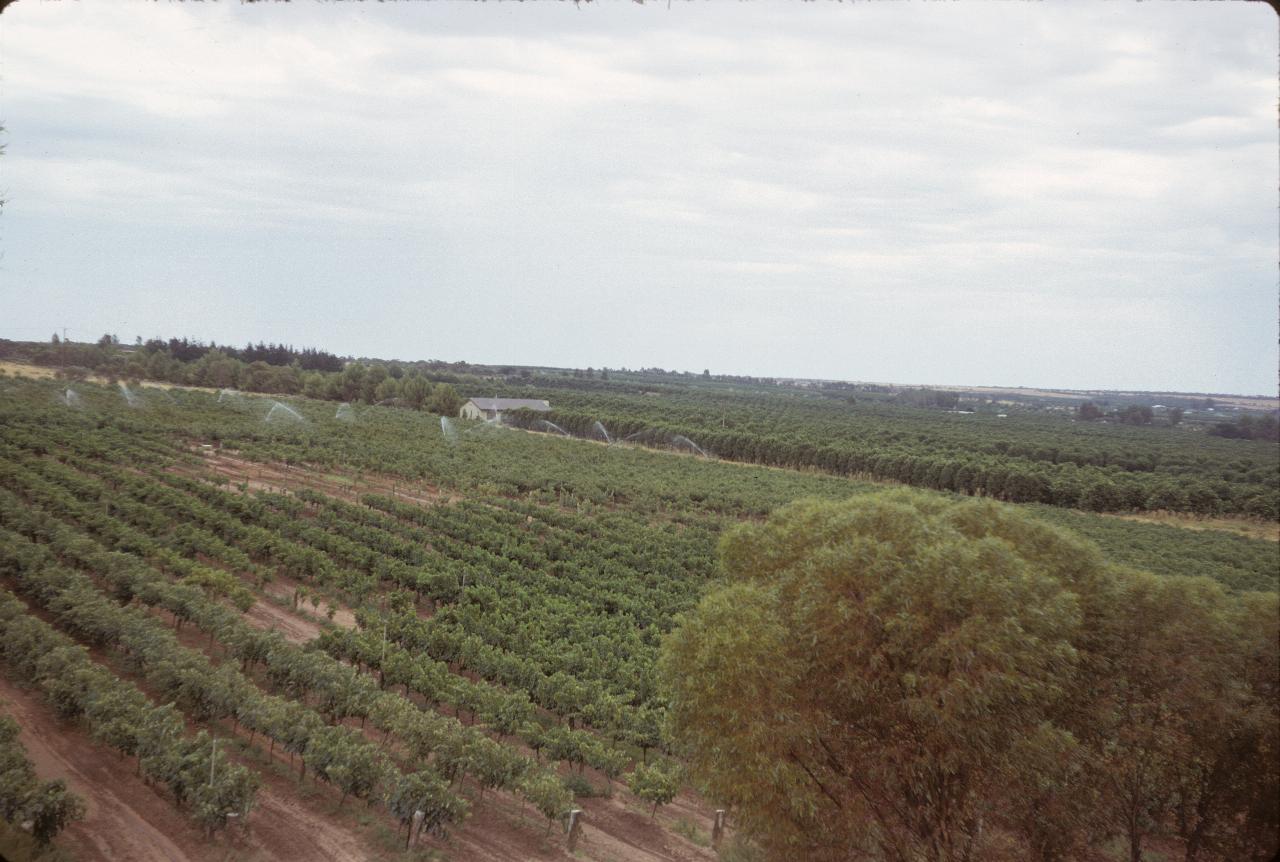 Rows of grape vines, irrigation sprinklers and rows of trees further away