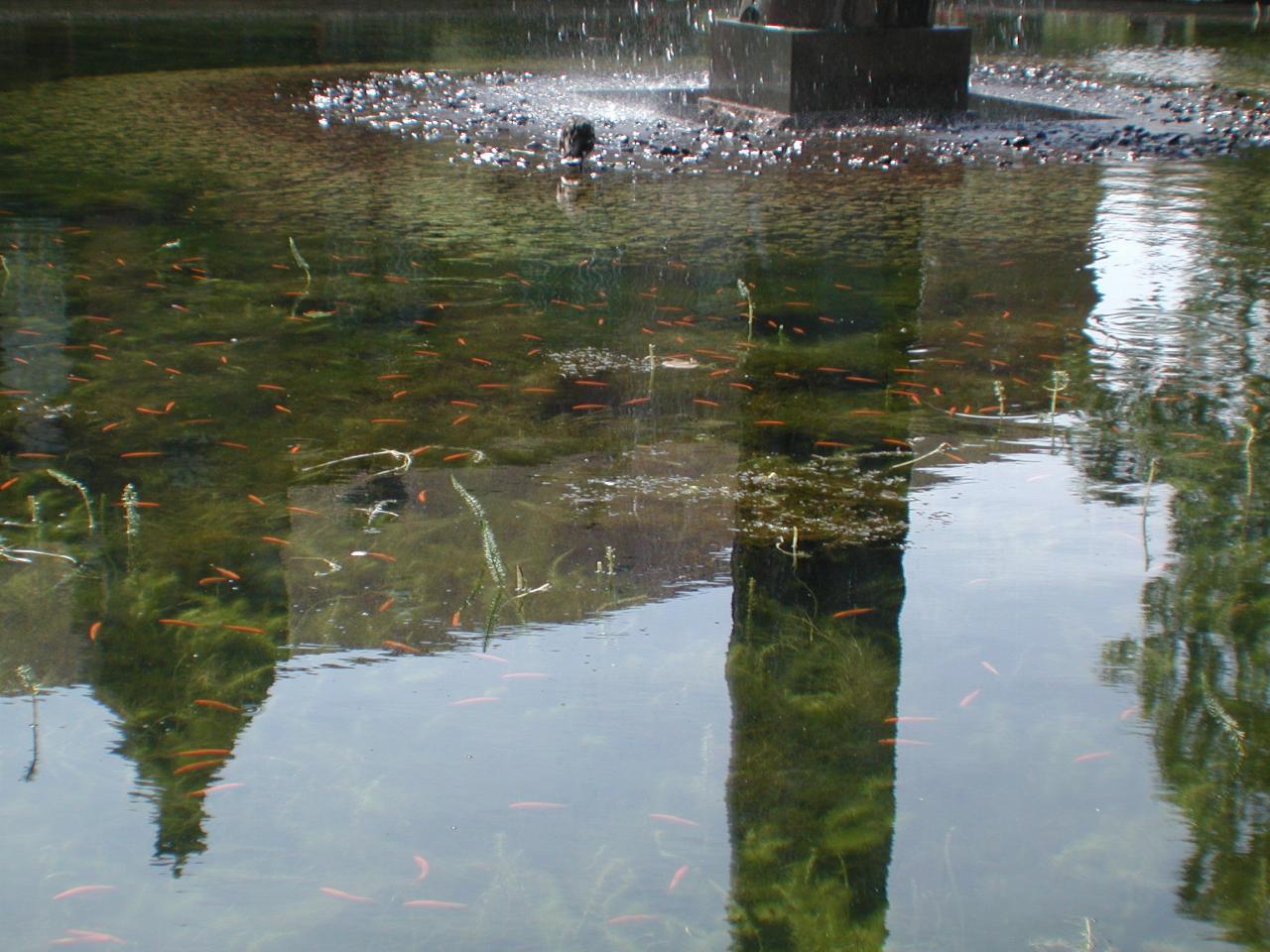 KPLU Viking Jazz: Goldfish in Bibliotekshaven fountain